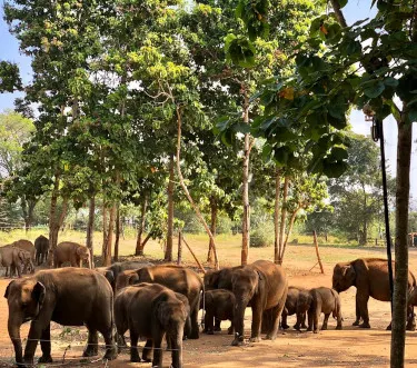 Udawala Elephant Orphanage - Sri Lanka