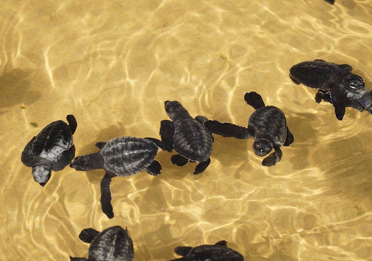 Turtle Conservation Projects - Sri Lanka
