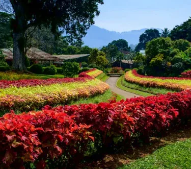 Kandy Royal Botanical Garden  - Sri Lanka