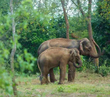 Tangalle Ridiyagama Safari Park - Sri Lanka
