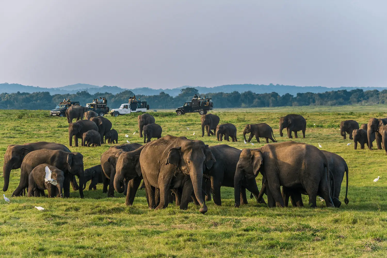 Wild elephants