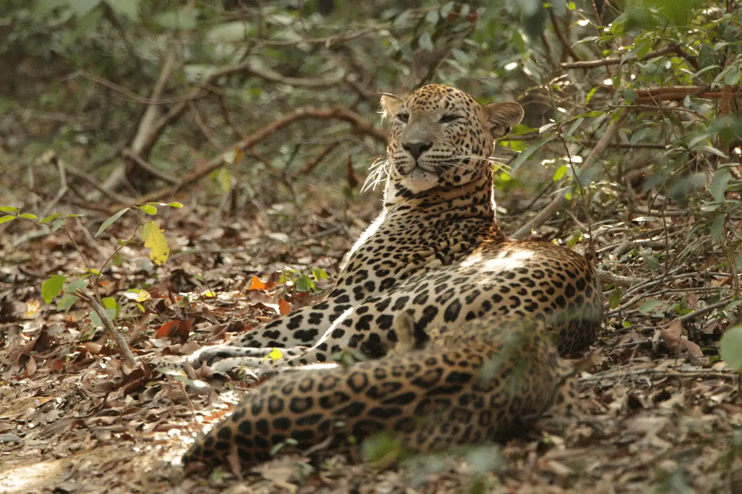 Leopard sighting