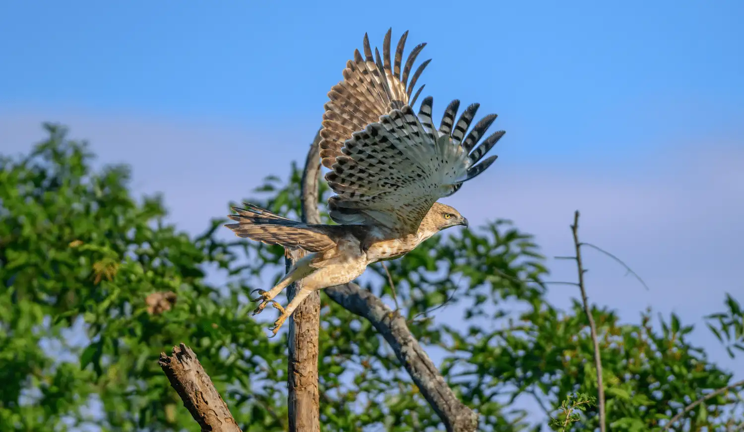 Bird watching at Minneriya
