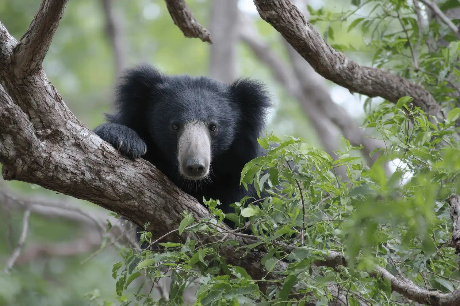 Sloth bears