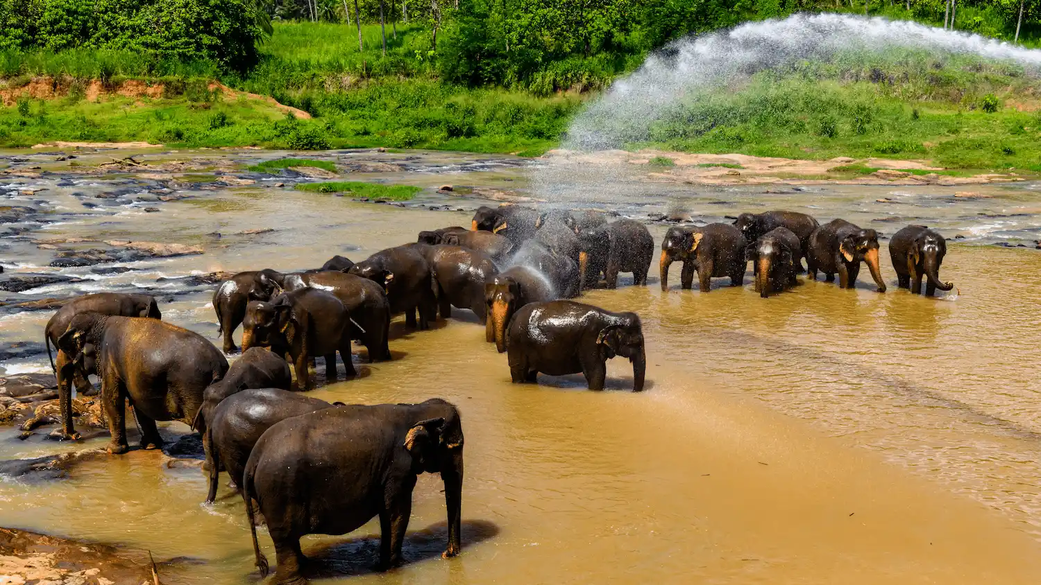 Wild elephants