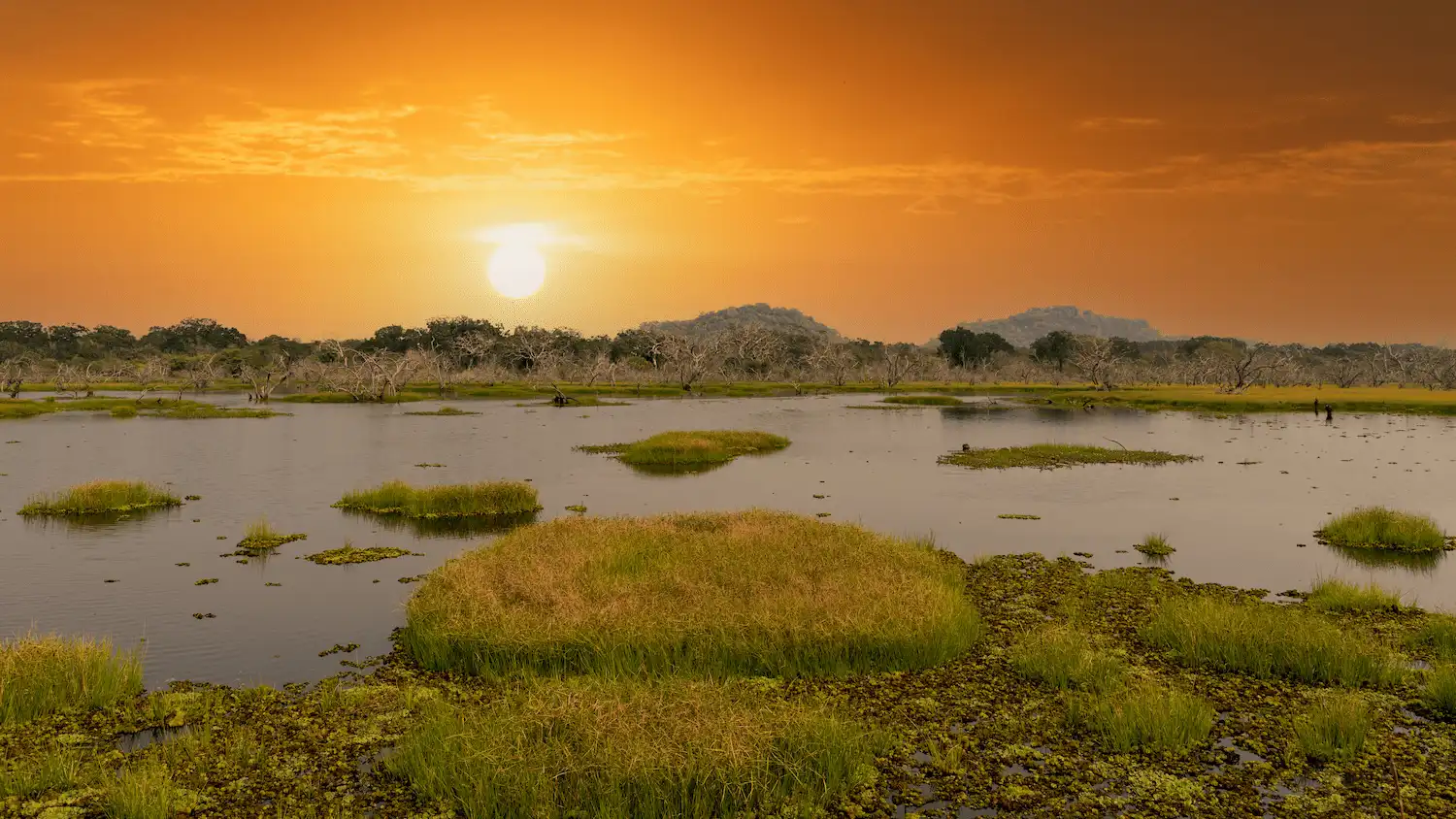 Willu lakes in Wilpattu