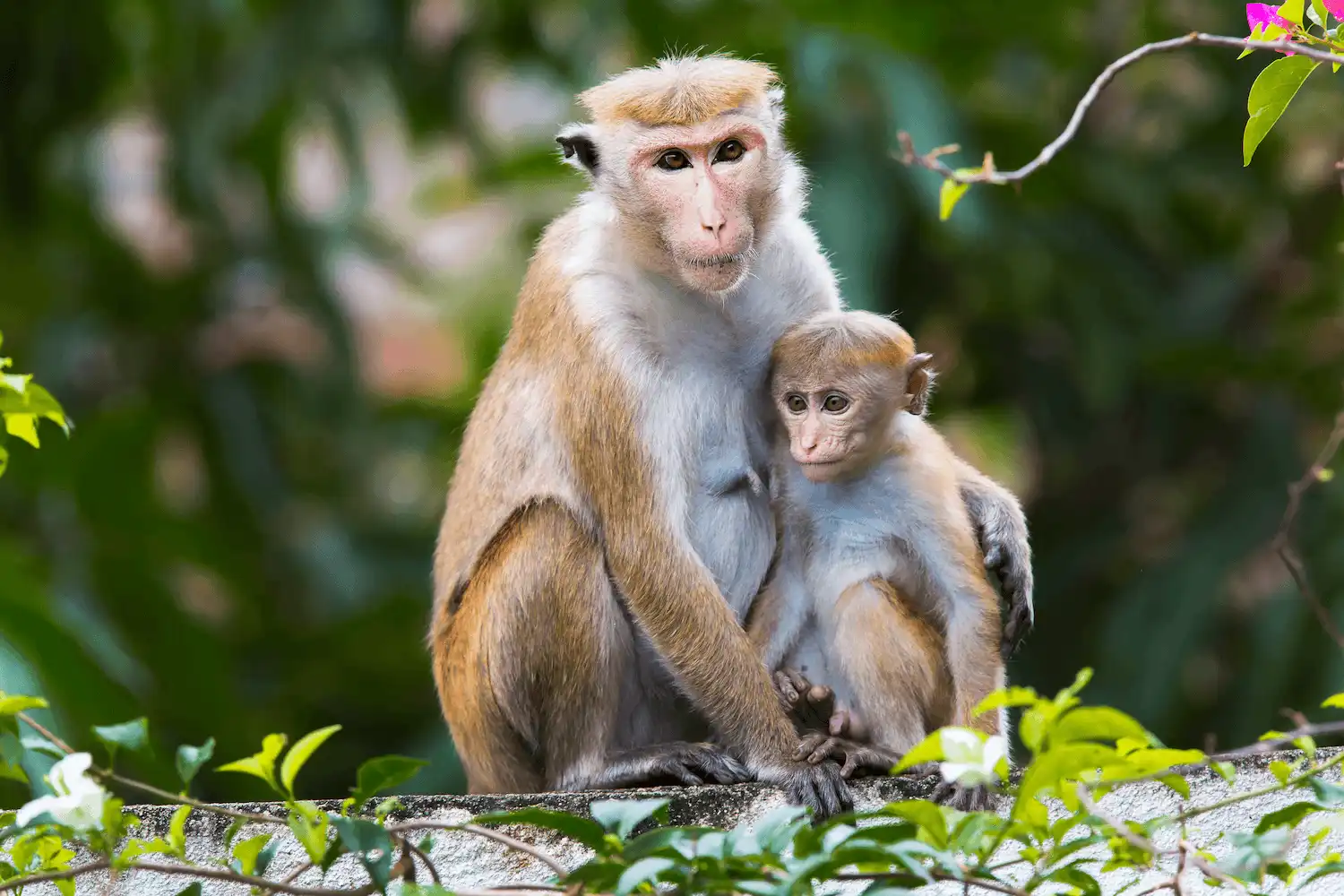 Grey langurs and monkeys in the Hurulu Eco Park forest canopy