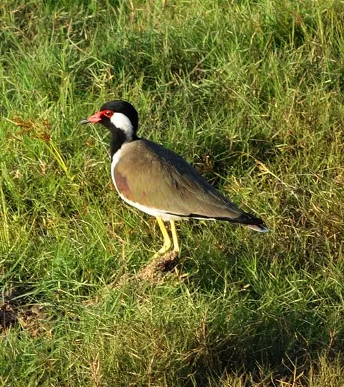 Spotted deer, langurs and diverse wildlife in Kaudulla National Park