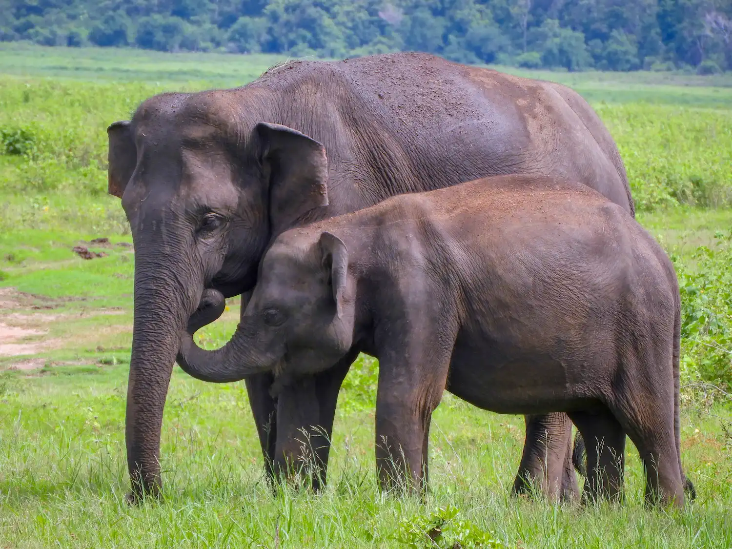 The Gathering at Kaudulla
