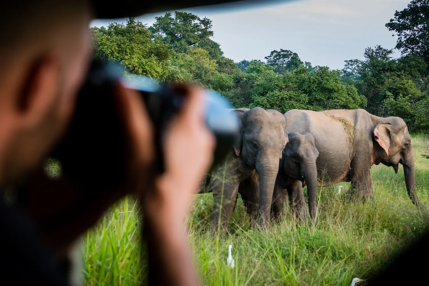 Private 4x4 jeep for wildlife viewing in Kaudulla National Park