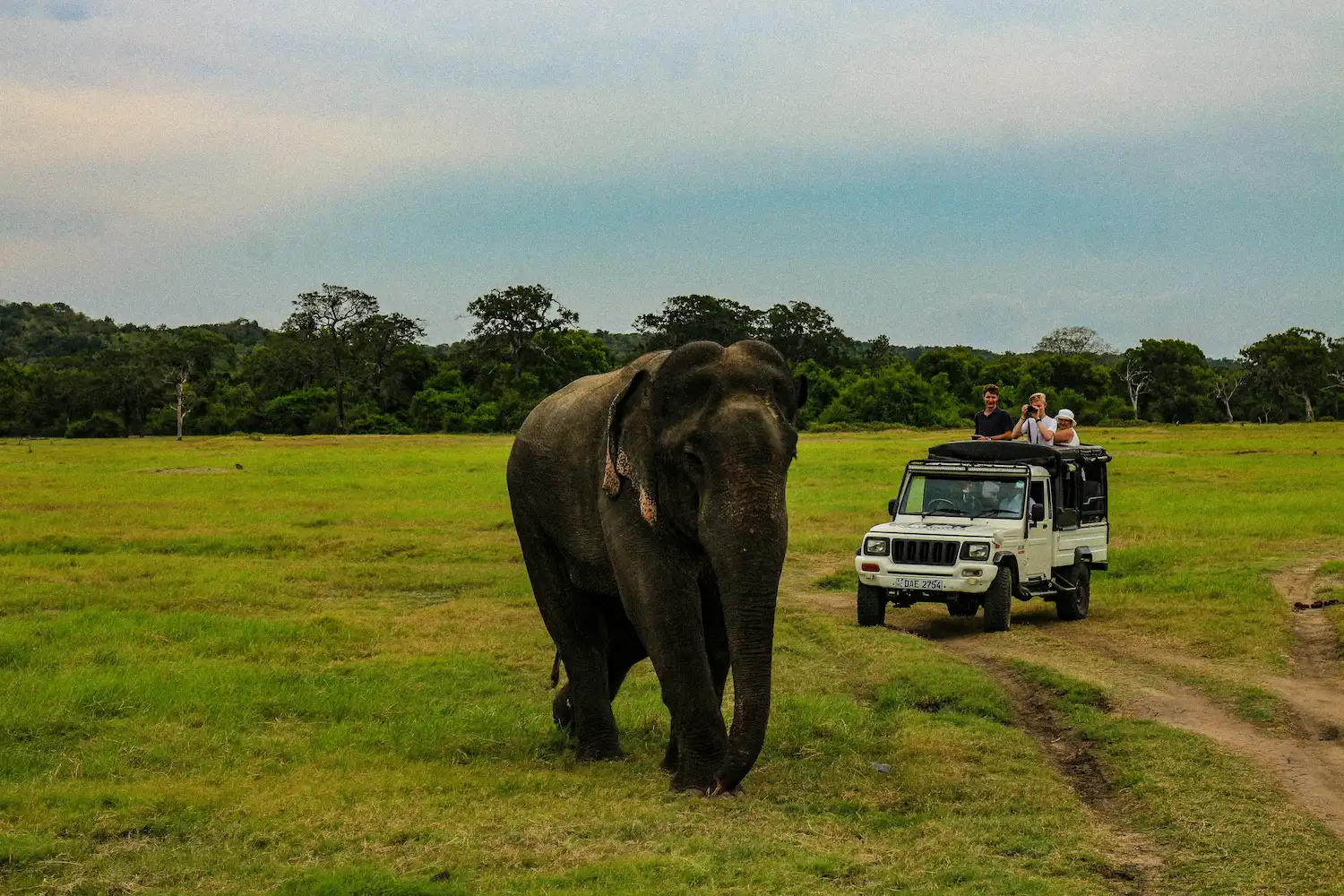 Private 4x4 jeep for the 6-hour Kaudulla wildlife safari
