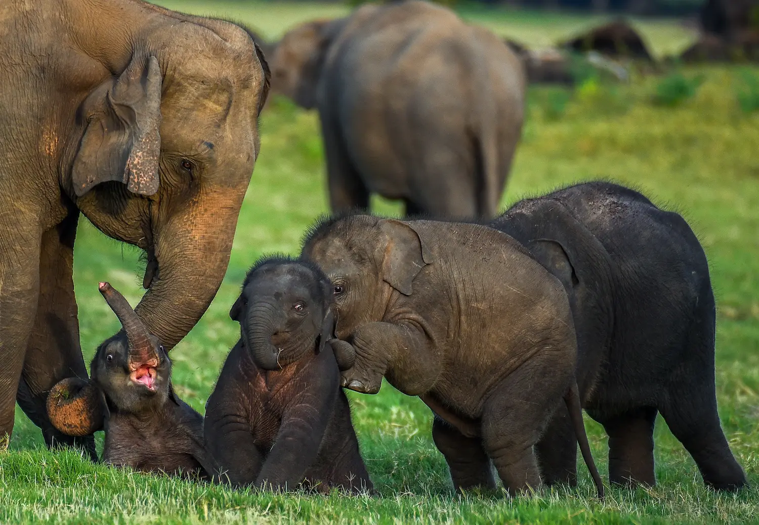 Exclusive entry to Minneriya's prime elephant gathering Block 1 zone