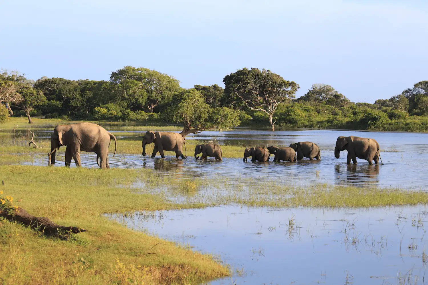 Wild elephants in Yala