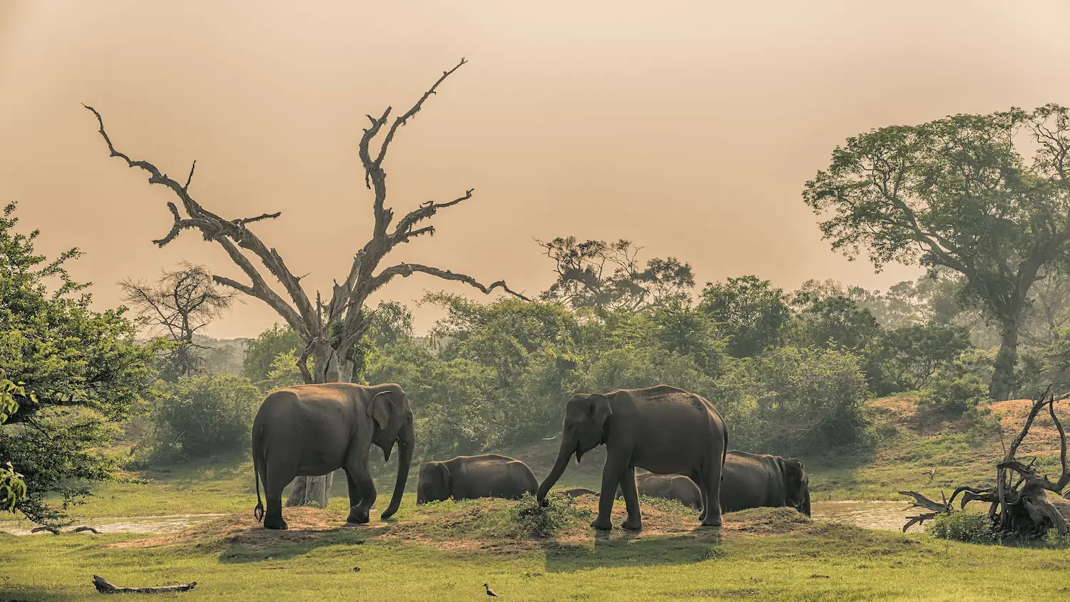 Wild elephants in Wilpattu
