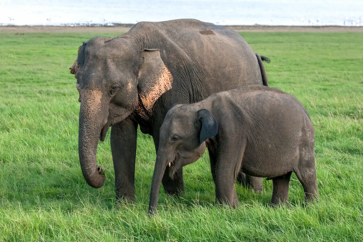 Gal Oya jeep safari elephants and wildlife