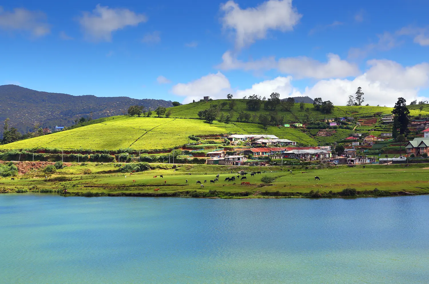 Gregory Lake scenic lakeside walk in Nuwara Eliya