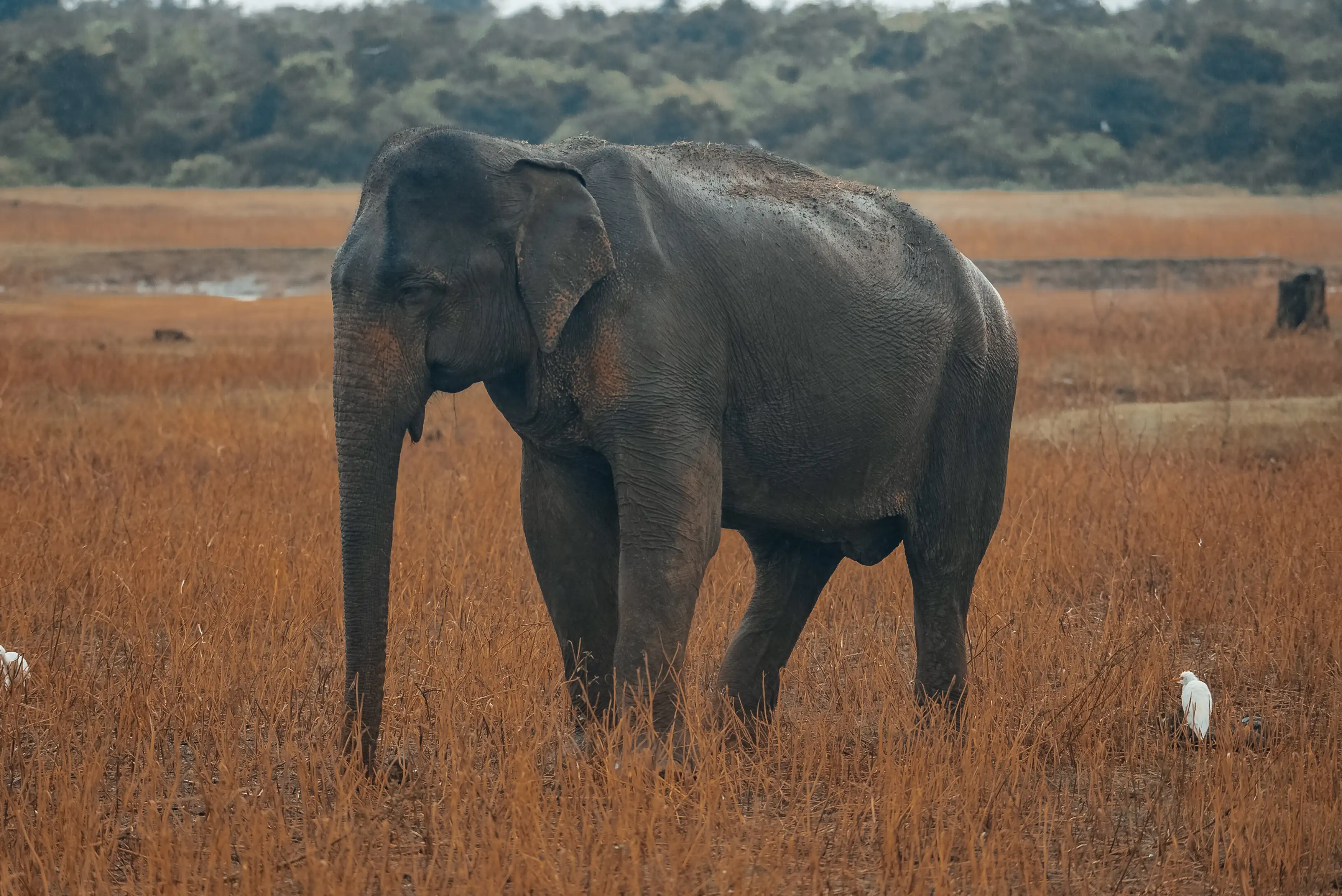Wild elephants at Hurulu