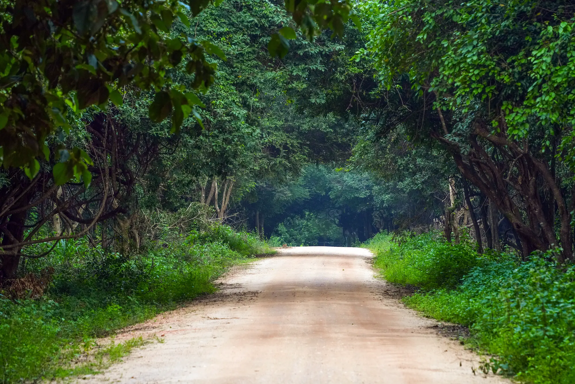 Hurulu Eco National Park landscape