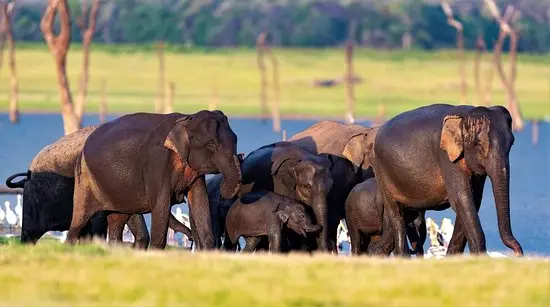Kaudulla National Park landscape