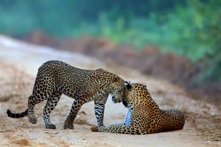 Leopard sighting at Kaudulla
