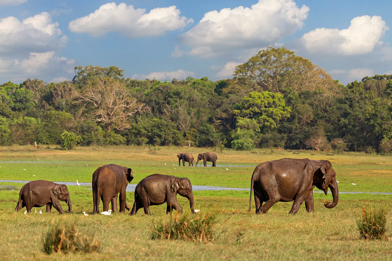 Wildlife safari jeep tour at Minneriya National Park