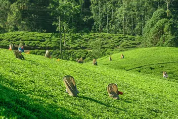 Nuwara Eliya hill town surrounded by tea estates