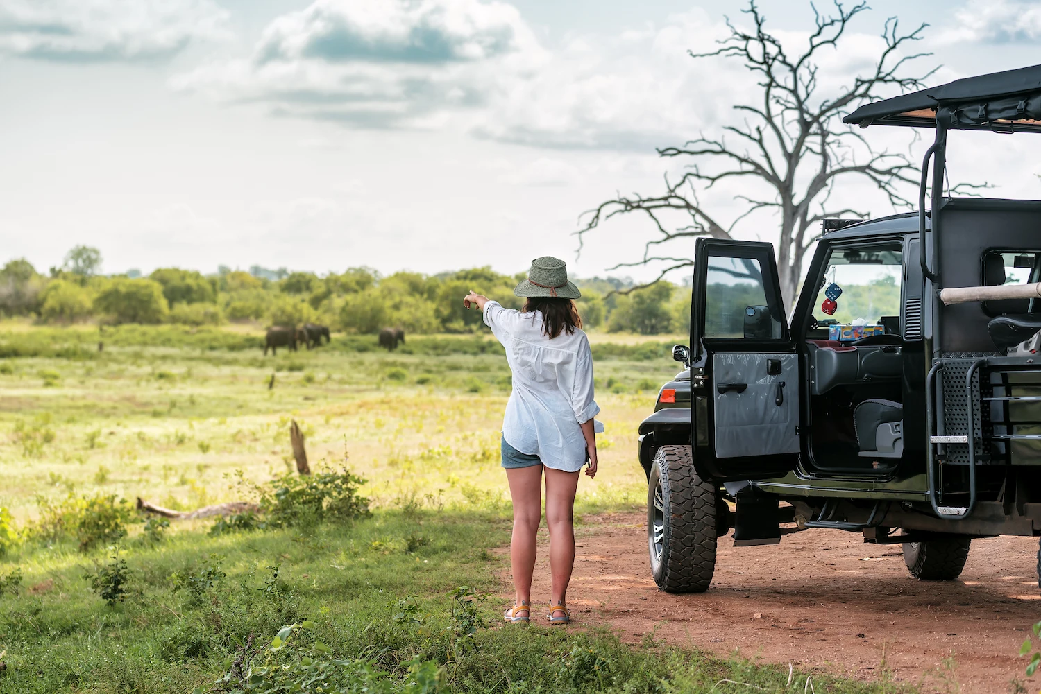 Safari view