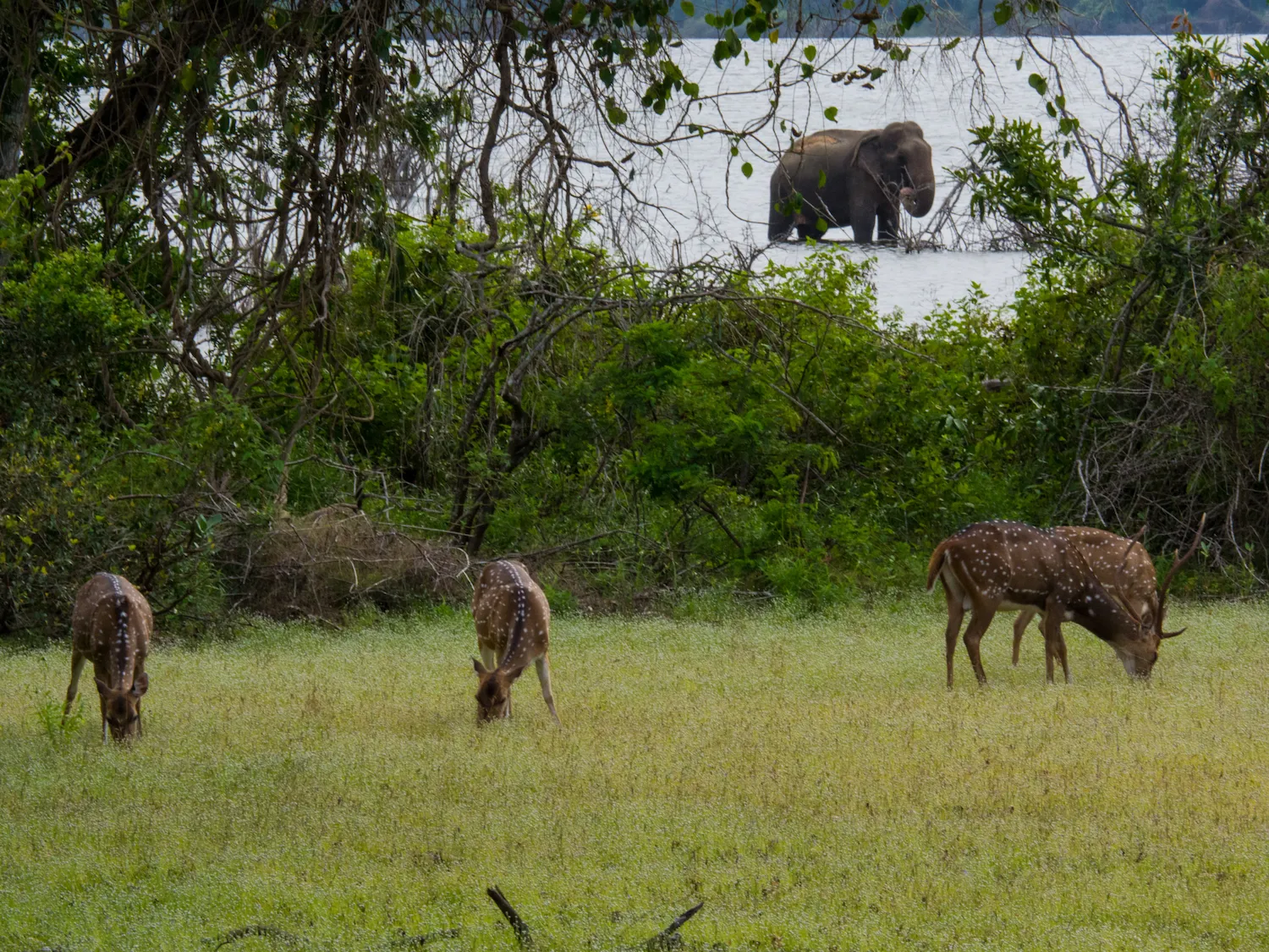 Buduruwagala ancient rock carvings and Diyaluma waterfall trek