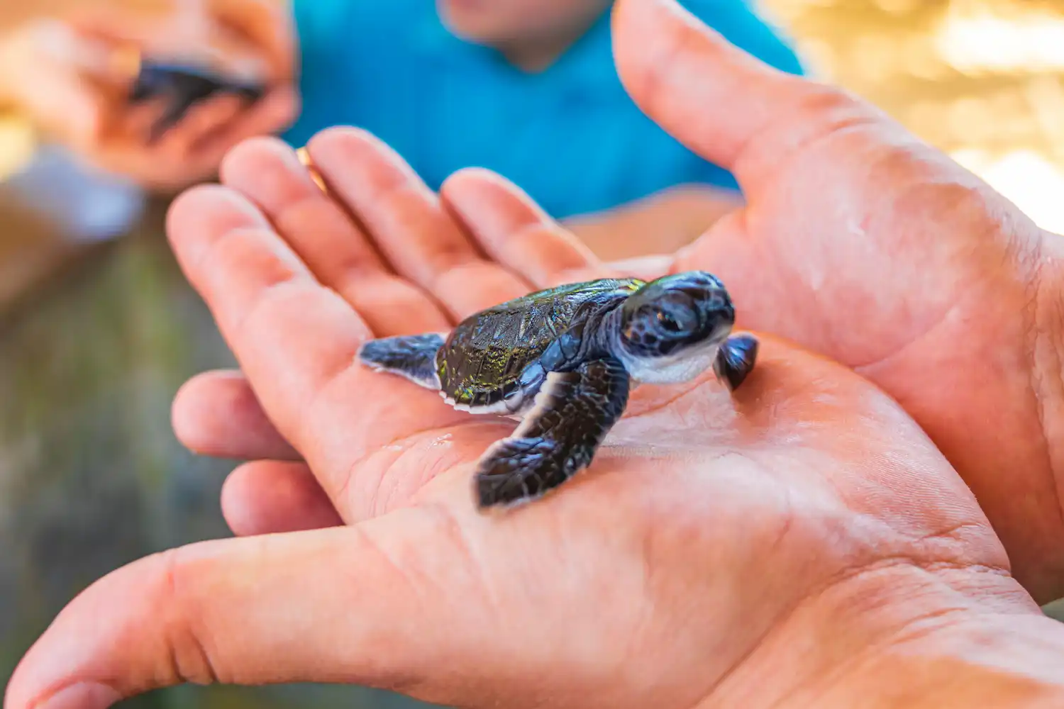 Baby sea turtles at Bentota turtle hatchery