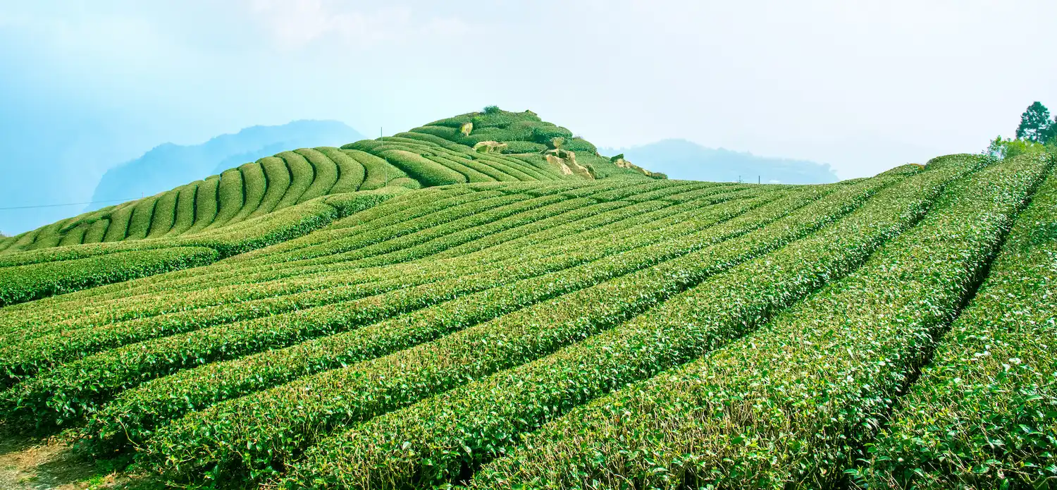Tea Factory
