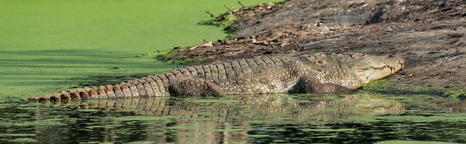 Crocodiles in Udawalawe