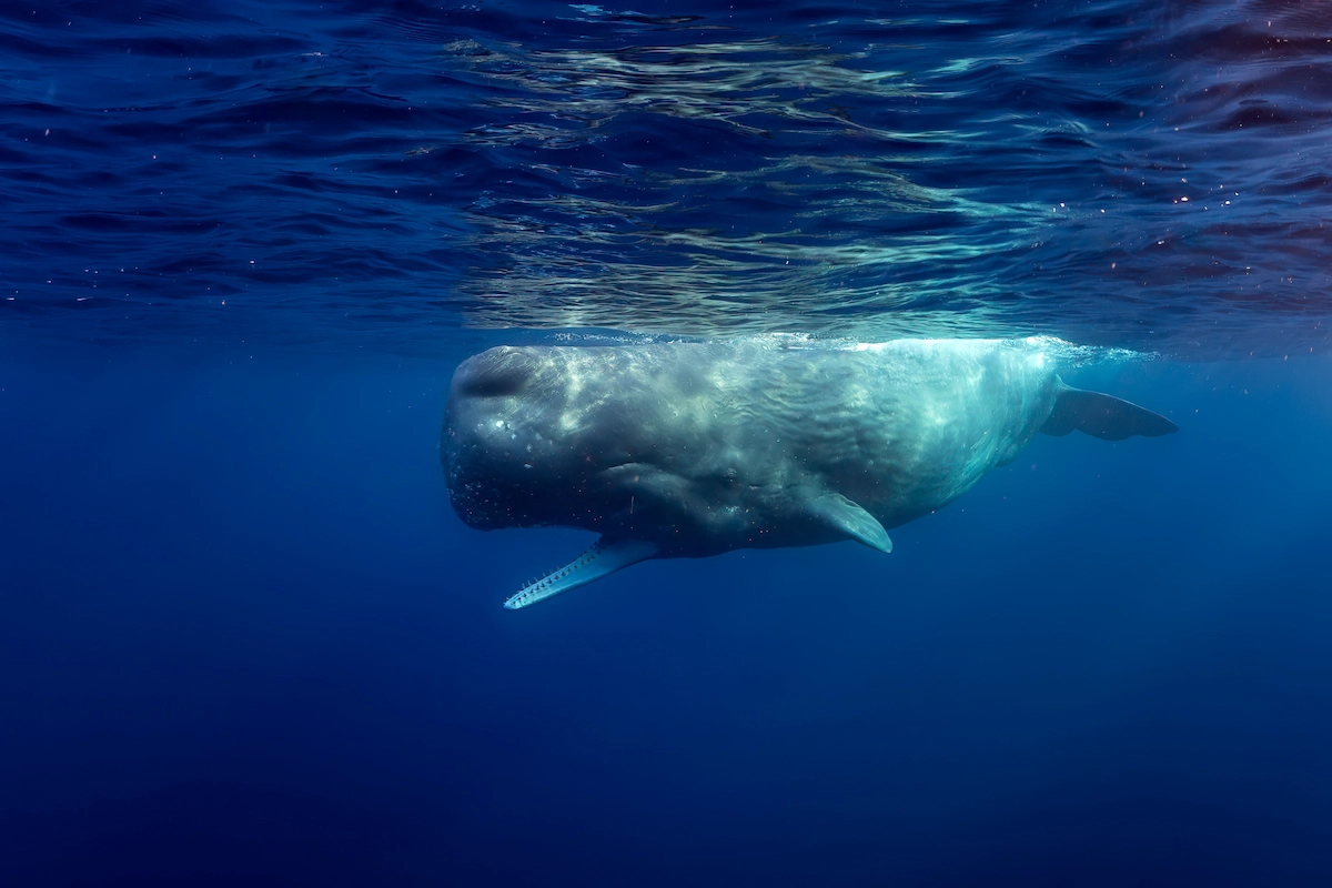 Mirissa whale watching boat trip Indian Ocean