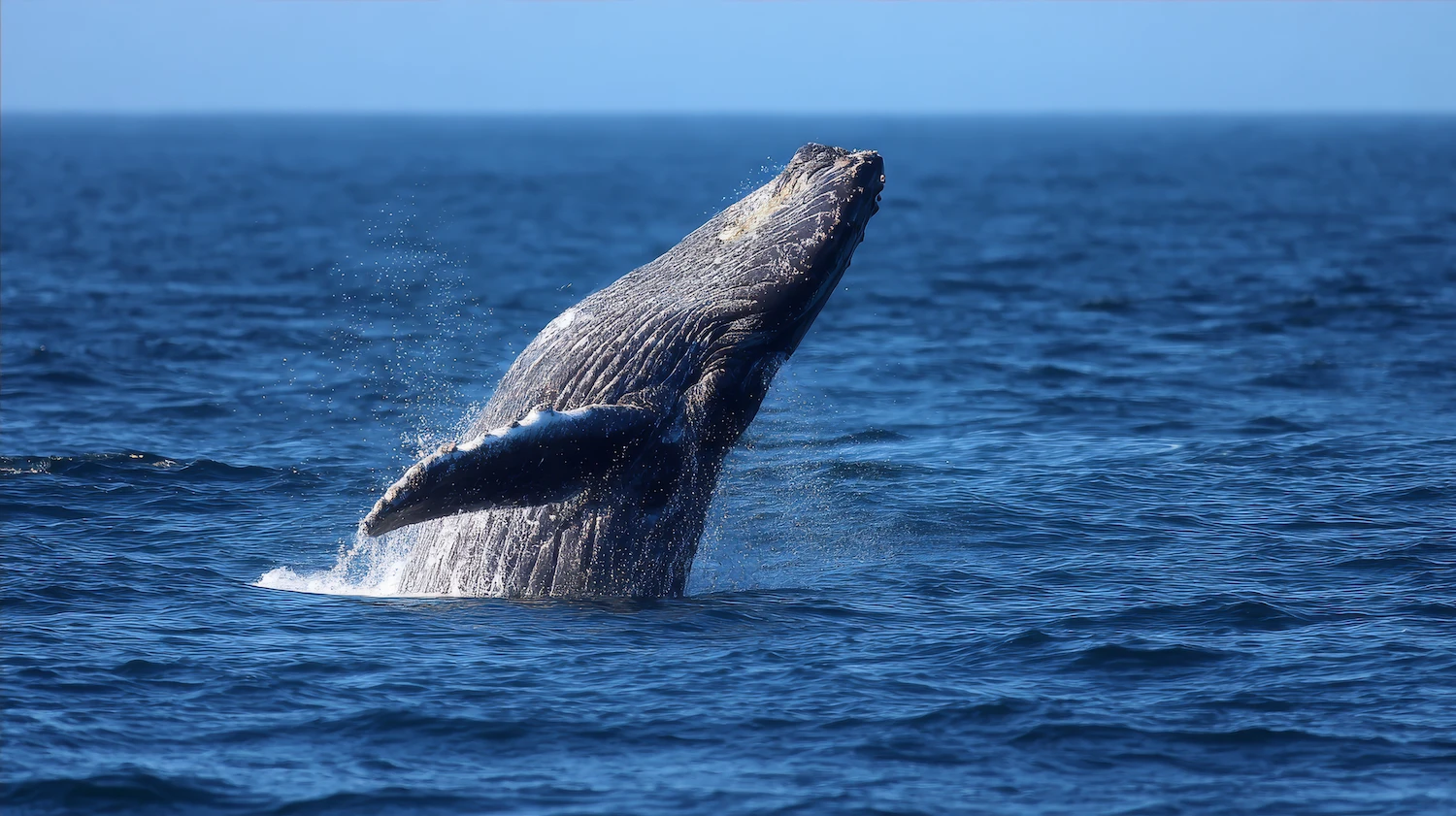 Blue Whales