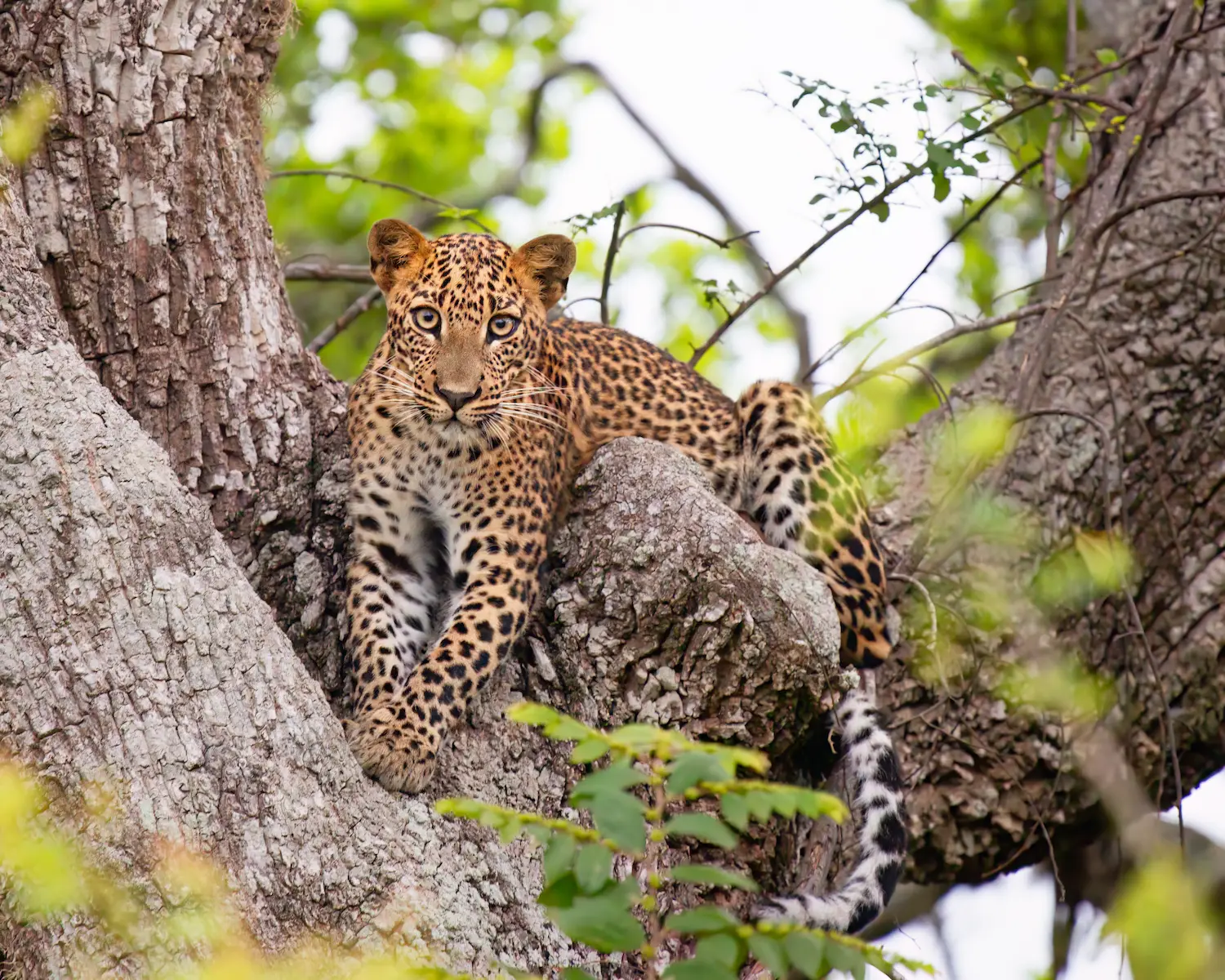 Yala Leopard