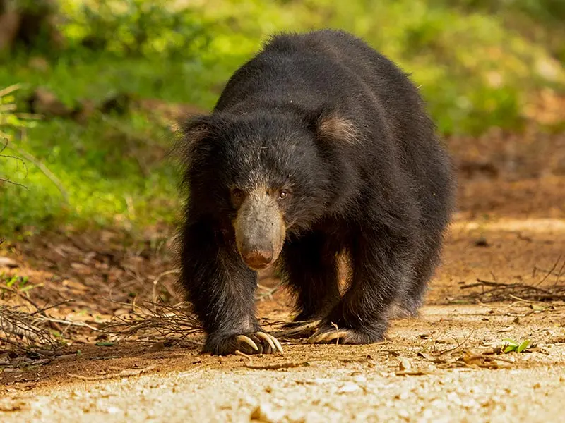 Sloth Bears