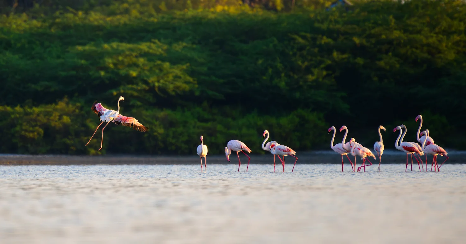 Endemic Birds
