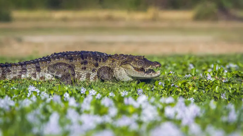 Mugger Crocodiles