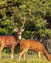 Spotted Deer