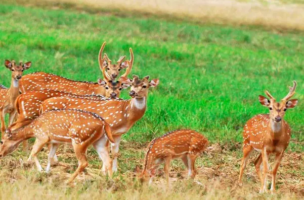 Kaudulla 6 hour safari jeep tour - wild elephants and lake views Sri Lanka