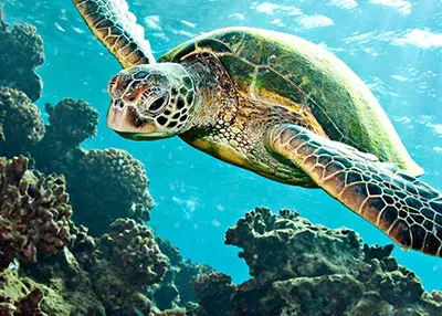 Sea Turtles
