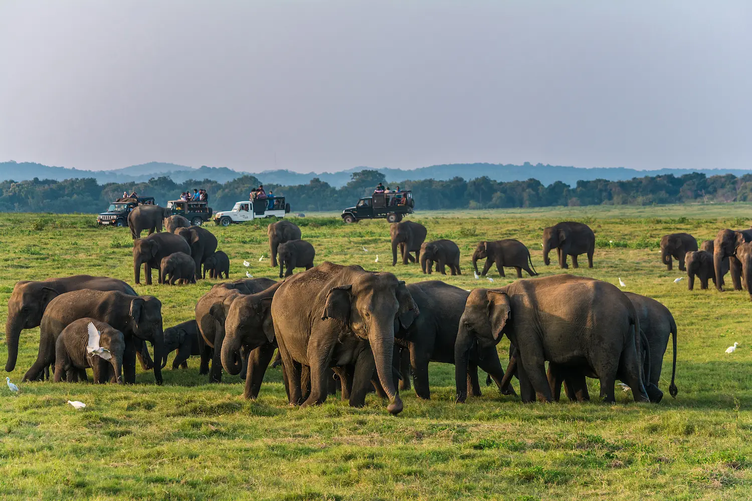 Udawalawe National Park elephant herd grazing in open grassland