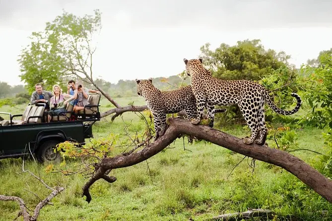 Leopard sighting on wildlife safari