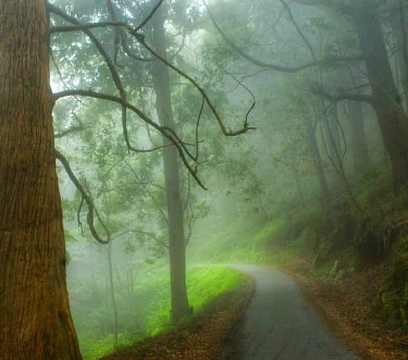 Ohiya Mist On Trekking