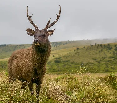 Sri Lankan Samba Deer