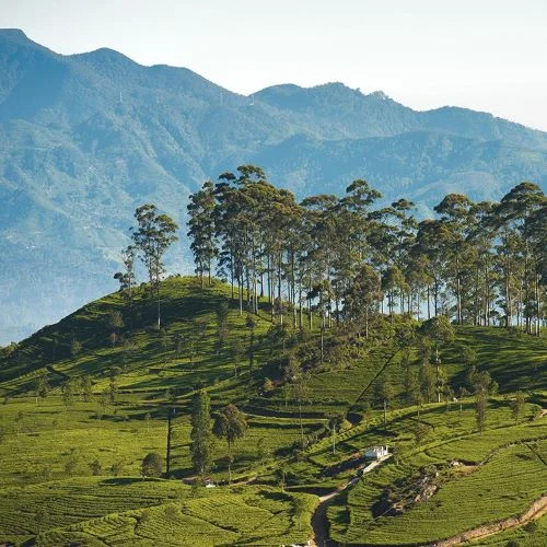 The Pekoe Trail Hiking in Sri Lanka