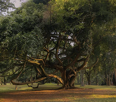 Botanical Garden Peradeniya Giant Tree