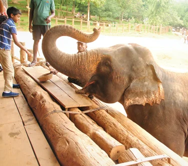 Feeding Elephants in Pinnawela