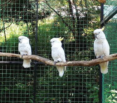 Hantana Bird Park Birds