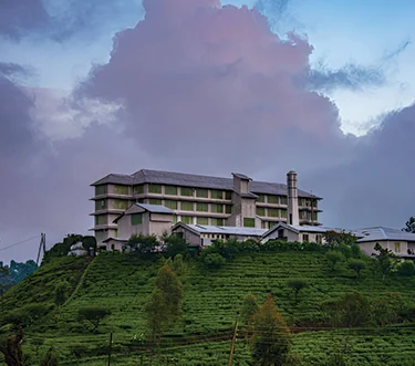 Tea Factory Visit with Guides