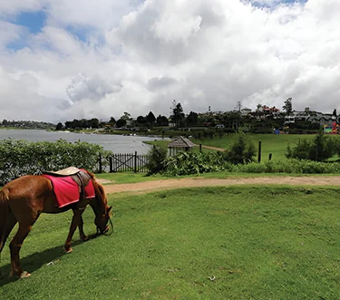 Pony Ride in Nuwara Eliya